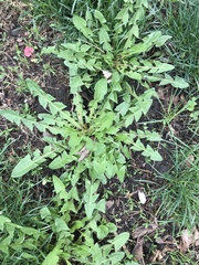 Taraxacum officinale