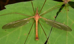 Tipula colei
