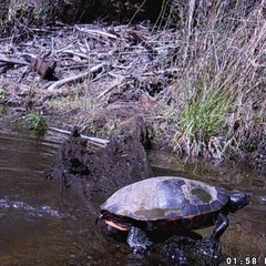 Pseudemys rubriventris
