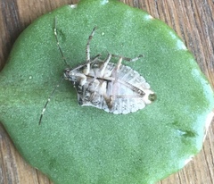 Halyomorpha halys