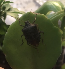 Halyomorpha halys