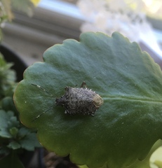 Halyomorpha halys