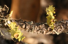 Vulpicida canadensis