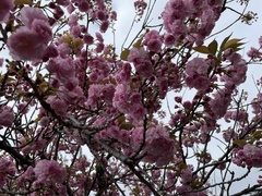 Magnoliopsida