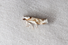 Lichenaula laniata