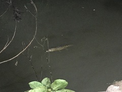 Caiman crocodilus