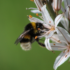 Bombus terrestris dalmatinus