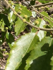 Azara dentata