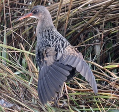Ridgway's Rail photo 2