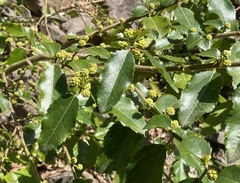 Azara dentata