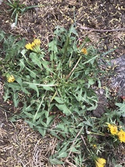 Taraxacum