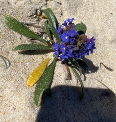 Anchusa calcarea