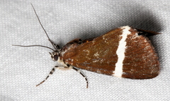 Coenotoca subaspersa