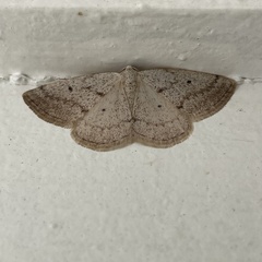 Lomographa glomeraria