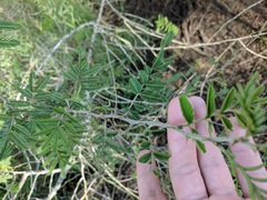 Mimosa asperata