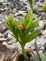 Scopolia carniolica