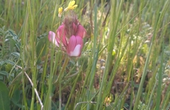 Onobrychis humilis