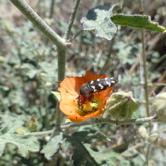 Acmaeodera bowditchi