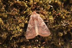 Cerastis leucographa