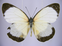 Mylothris chloris chloris