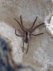 Pisaurina brevipes