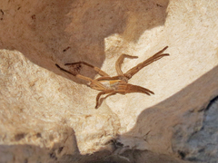 Pisaurina brevipes