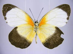 Mylothris chloris chloris