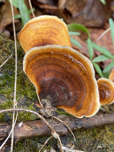 Stereum versicolor