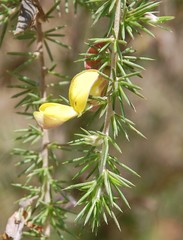 Aspalathus teres teres