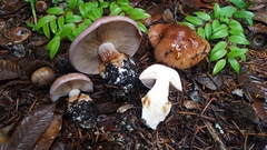 Cortinarius cacodes