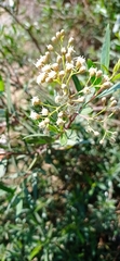 Baccharis salicifolia