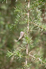 Aspalathus teres teres