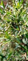 Baccharis salicifolia