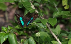 Doxocopa laurentia laurentia