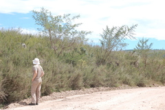 Aspalathus teres teres