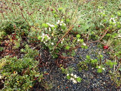 Baccharis patagonica