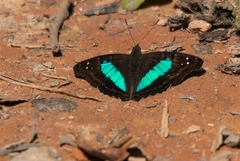 Doxocopa laurentia laurentia