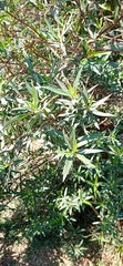 Baccharis salicifolia