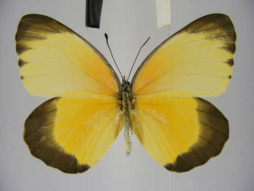 Mylothris chloris clarissa