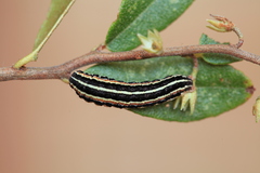 Coenophila subrosea