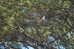 Zenaida auriculata