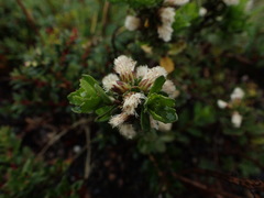 Baccharis patagonica