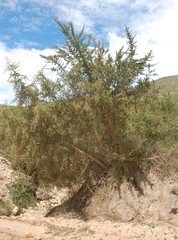 Aspalathus teres teres