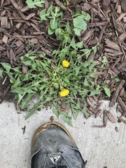 Taraxacum officinale