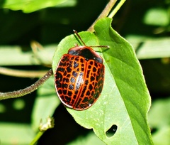Botanochara macularia