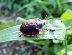 Botanochara bonariensis