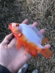 Amphilophus labiatus