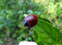 Botanochara macularia