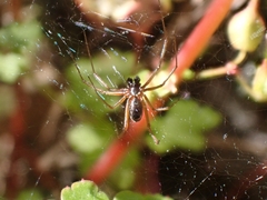 Frontinellina frutetorum