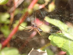 Frontinellina frutetorum